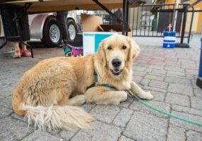 The Brews, Jazz & Funk event at Palisades Tahoe benefits proceeds benefiting the Humane Society of Truckee-Tahoe.