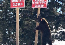 Palisades Tahoe bear incident